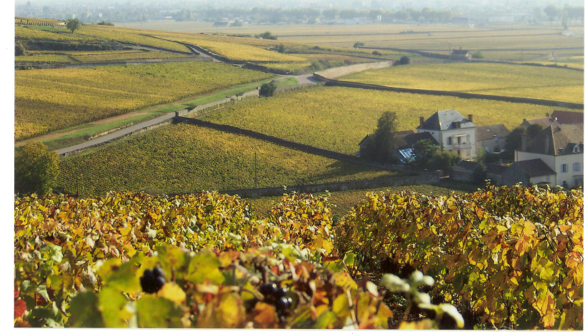 LE DOMAINE VU DU COTEAU.JPG